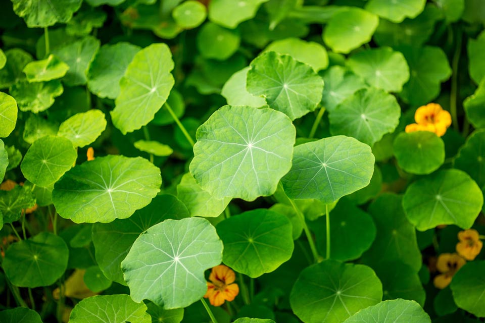 Gotu kola, or pennywort, is a well-known herb used in traditional herbal medicines.